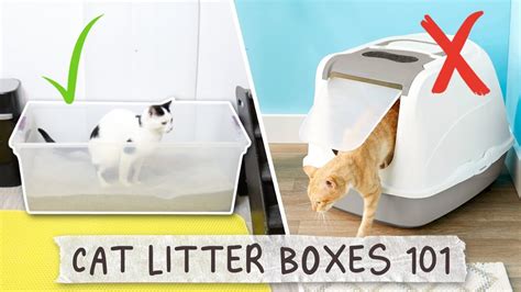 Why the Magic Vat Litter Box is the Ultimate Solution for Multiple Cat households